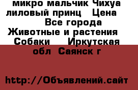 микро мальчик Чихуа лиловый принц › Цена ­ 90 - Все города Животные и растения » Собаки   . Иркутская обл.,Саянск г.